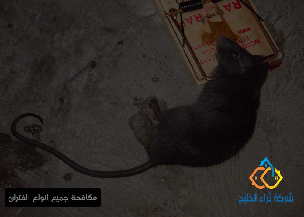 مكافحة الفئران بالرياض .jpg